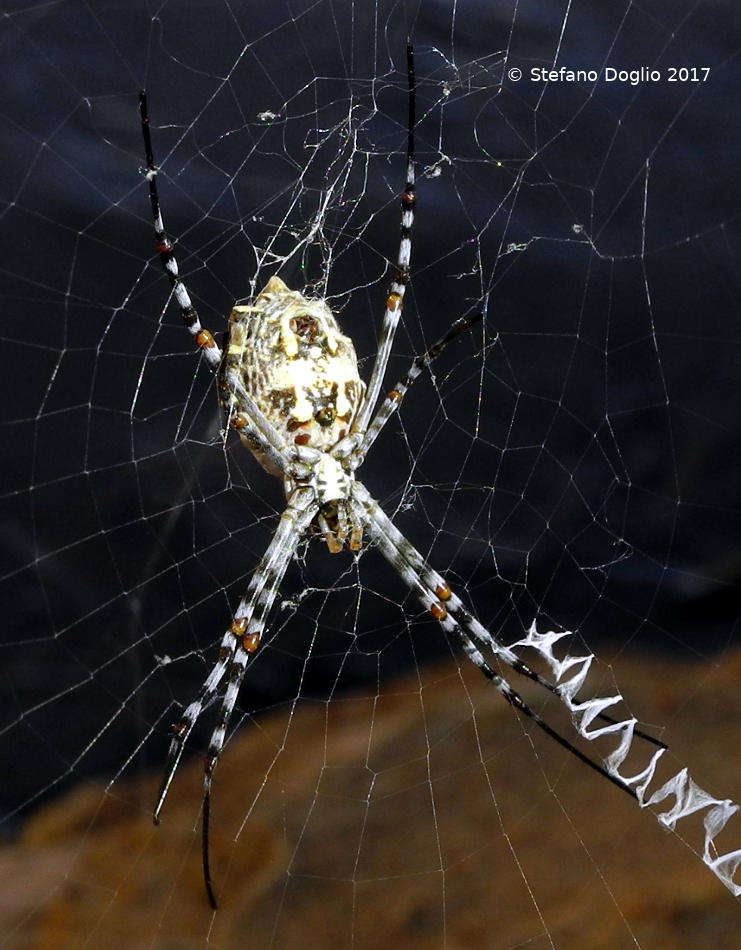 Argiope sp. (A. lobata?)